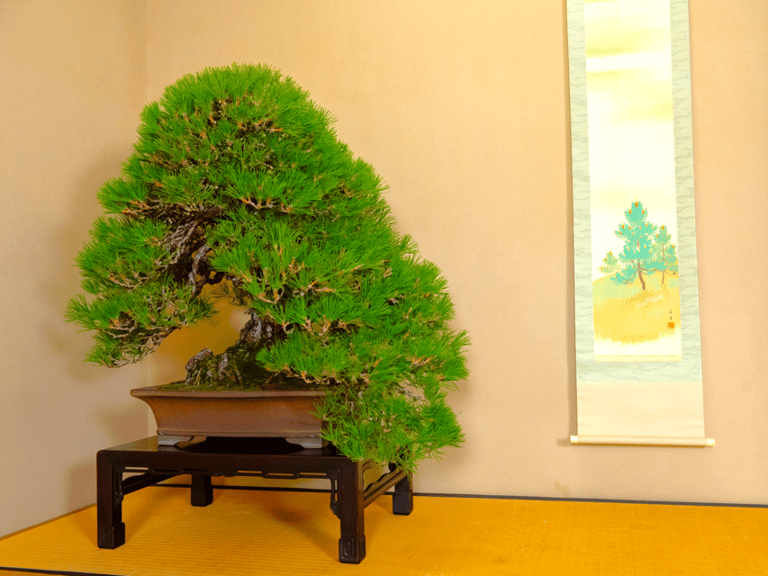 Bonsai City: Bonsai Tour & Experience at Bonsai Sanctuary - Overview of Bonsai City