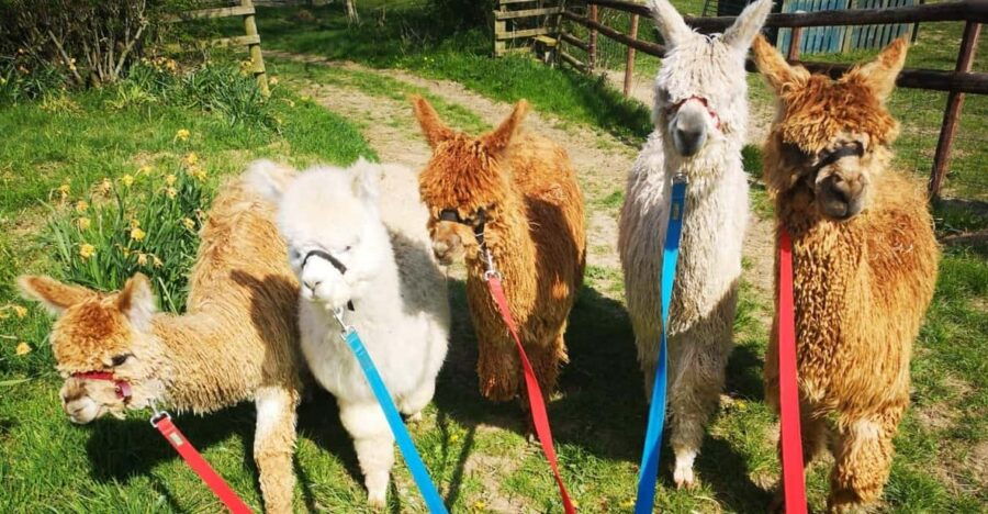 Brackenfield: Alpaca Trek