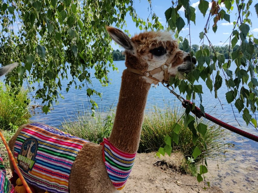 Braunschweig: Alpaca Trekking Tour - Tour Overview and Pricing
