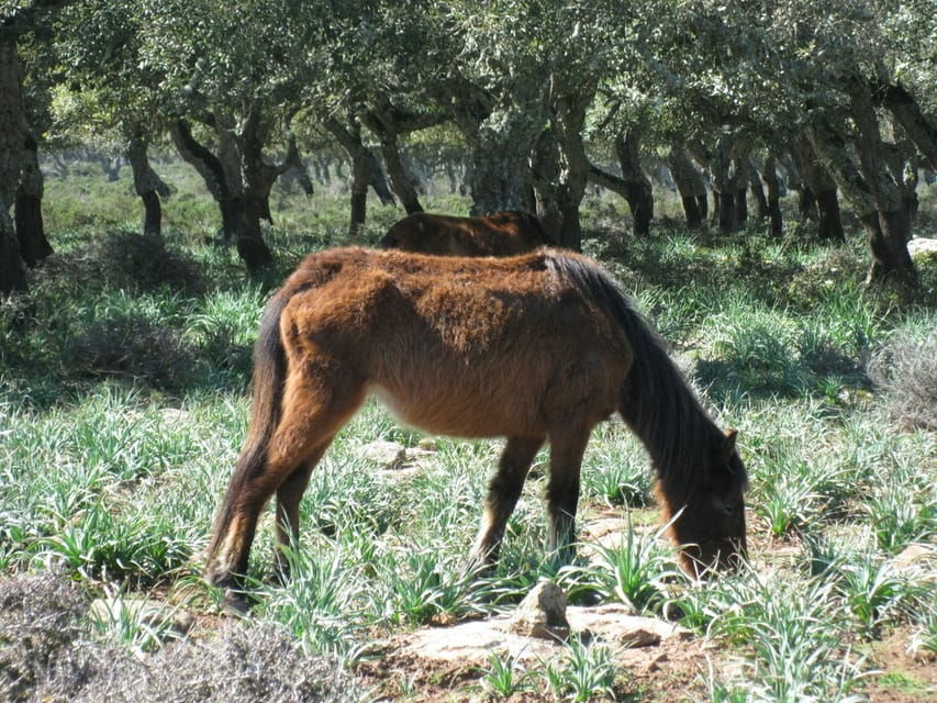 Cagliari: The Nuraxi of Barumini UNESCO & Giara Horses 4h Tour
