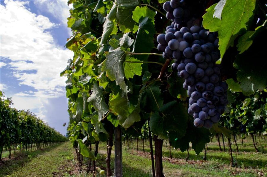 Calabria: Wine Tour & Tasting - Overview of the Tour