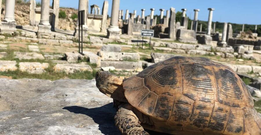 Call Of Ancient History In Perge - Overview of Perge Tour