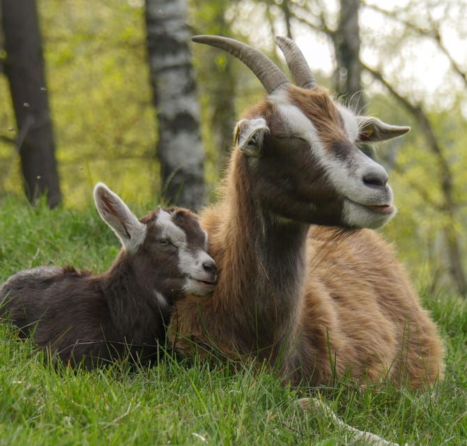Climb the Mountains Together With Goats