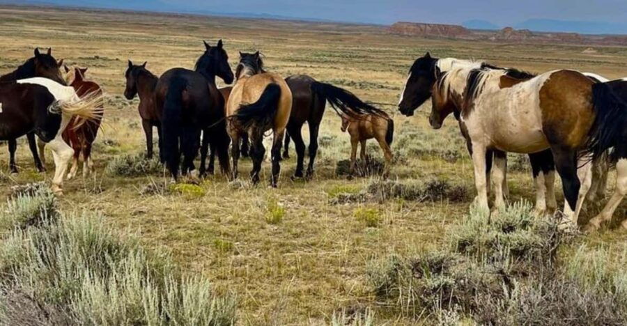 Cody: Red Canyon Wild Mustang Tour