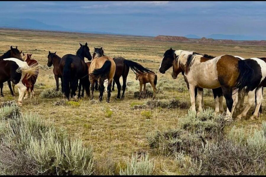 Cody: Wild Mustang Small Group Eco Tour
