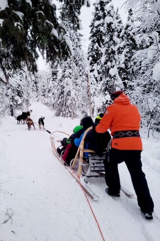 Combo TourHusky and Reindeer Sledding Ride in Levi
