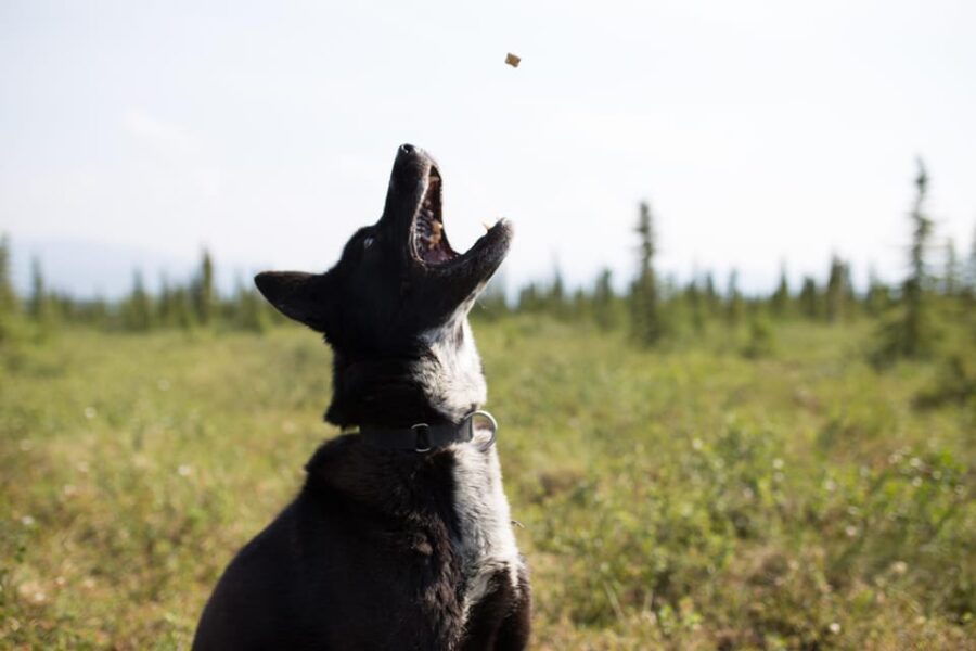 Denali: 1 Hour Tundra Walk With Free Running Sled Dogs