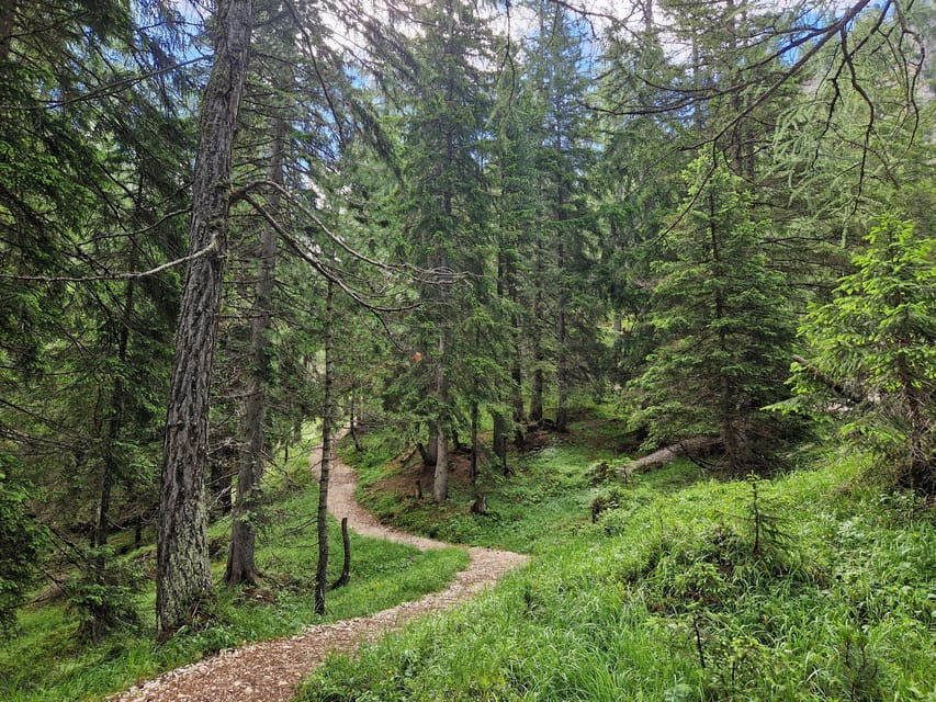 Dolomites: Experiences With the 5 Senses in the Forest - The Immersive Nature Experience