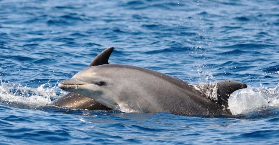 Dolphin Kayak Safari at Sunset at Golfo Aranci