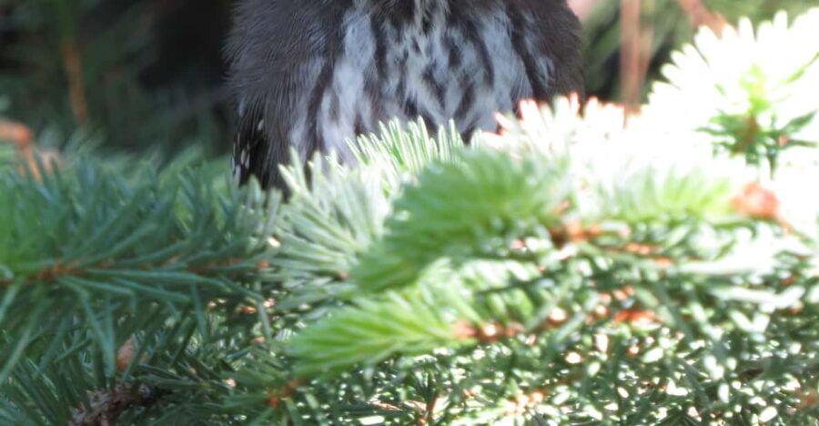 Estes Park: Birds of Colorado Speaker Series
