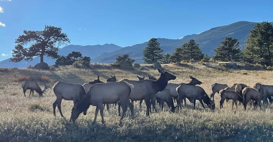 Estes Park: Guided Sunset Elk Mating Ritual Tour