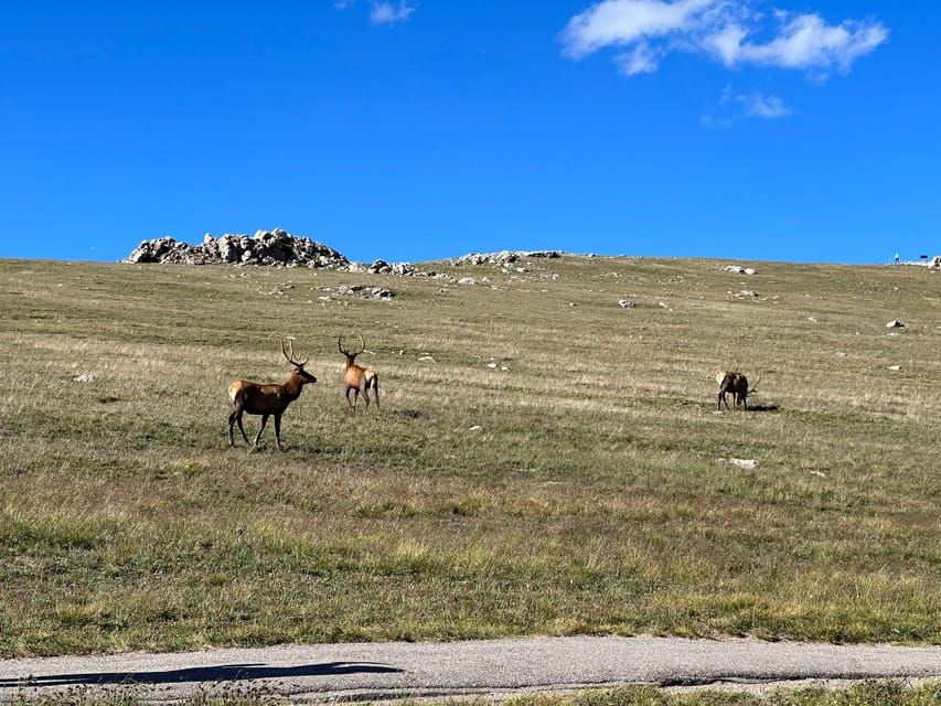 Estes Park: Rocky Mountains Trail Ridge Panoramic Bus Tour