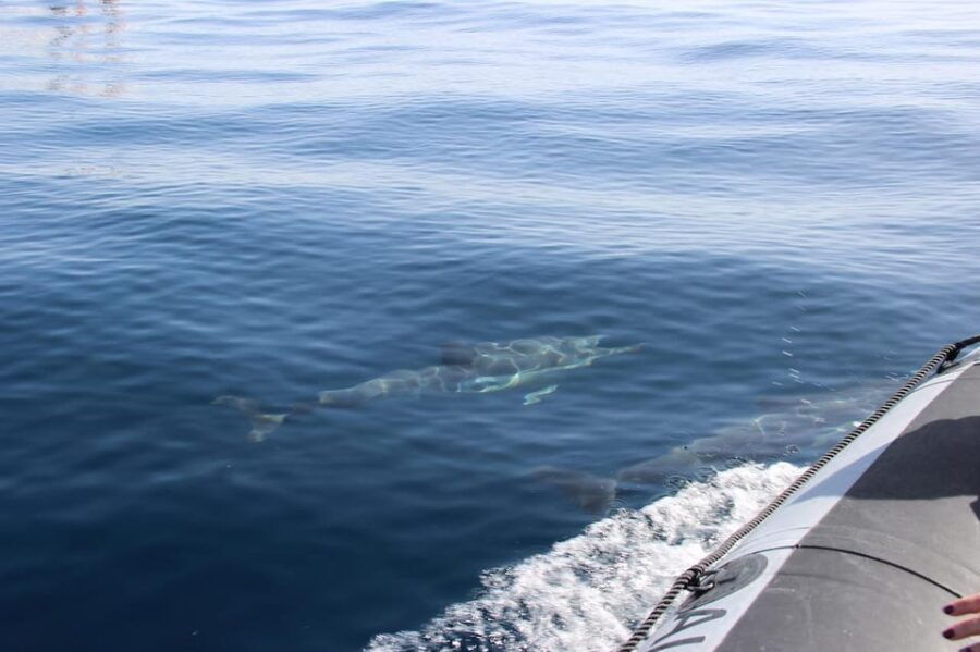 Faro: Dolphin Watching & Marine Wildlife Boat Tour From Faro - Tour Overview