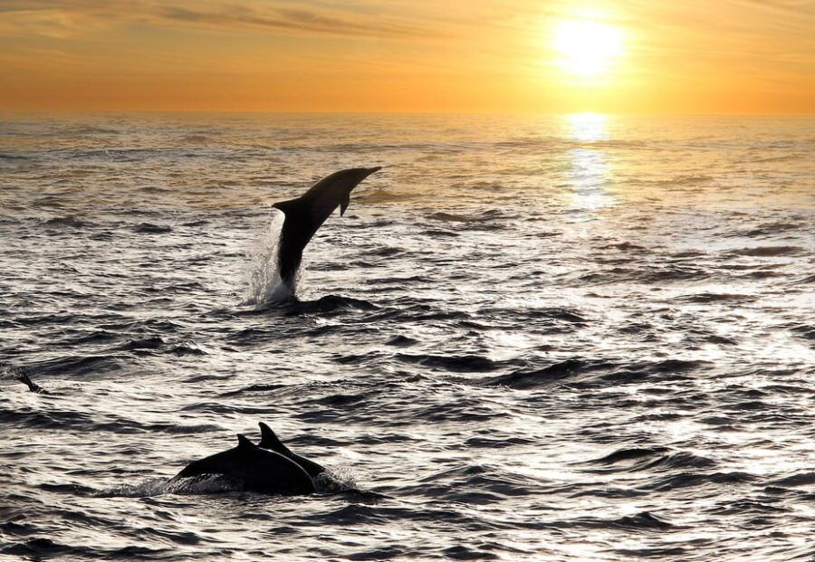 Fazana: Sunset Dolphin Cruise With Dinner in Brijuni Park