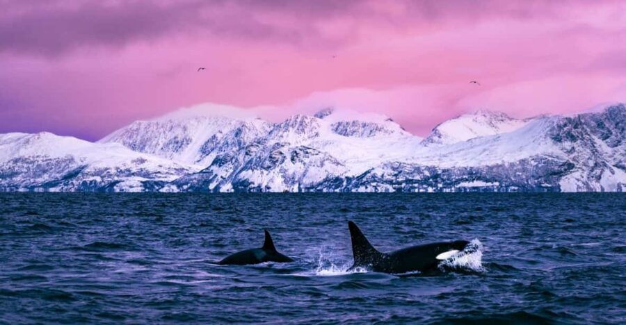 From Alta: Whale and Seabird Cruise - Wildlife Experience