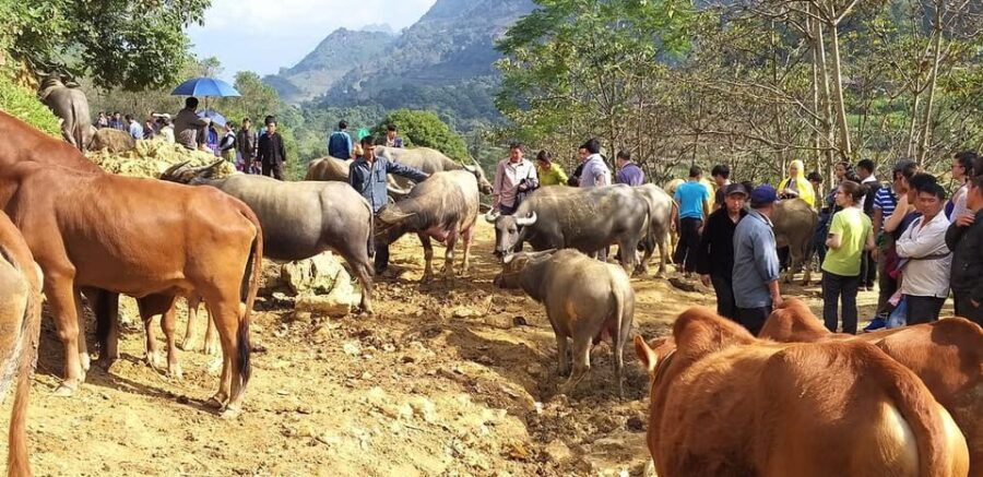 From Hanoi: 3-Day Best Of Ha Giang Loop Private Tour