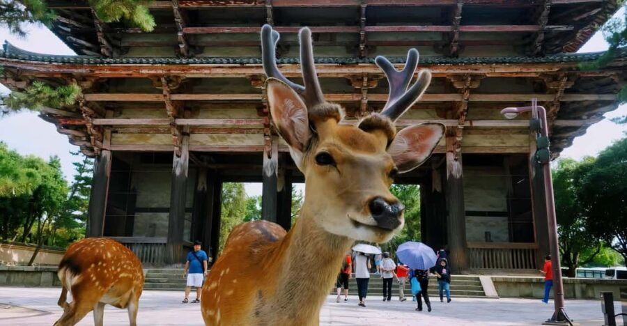 From Osaka to Kyoto and Nara Day Tour With Deer Sightings - Overview of the Day Tour