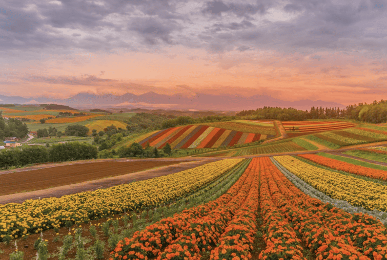 From Sapporo : Hokkaido Furano Tomita Farm Joiner Tour