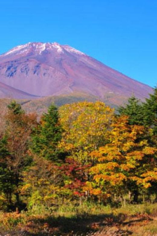 From Shinjuku : Mt. Fuji and Shine Muscat Picking 1day Tour