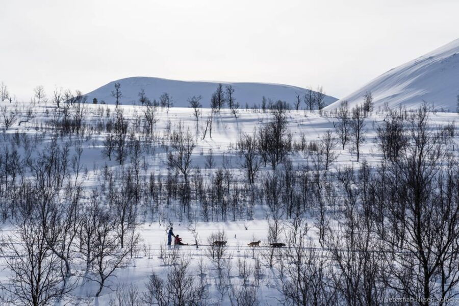 From Tromsø: Advanced Dog Sledding Tour at Camp Tamok
