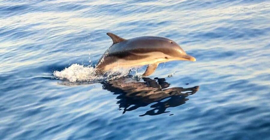Giardini Naxos: Sunset Dolphin Watching Cruise With Aperitif - Tour Overview