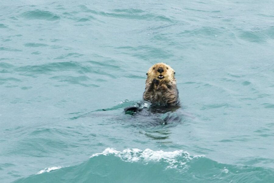 Glacier Bay: Glacier and Wildlife Catamaran Tour