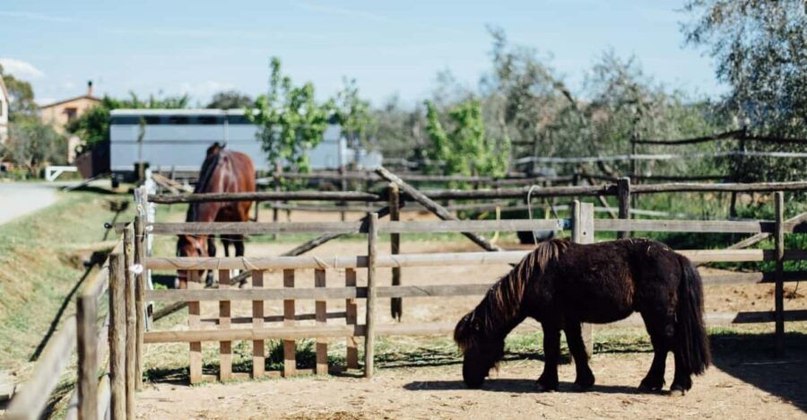 Grosseto: Visit the Family Farm With Tasting of Local Food