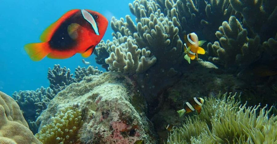 Half-Day Snorkeling Trip to Kerama (A : Kerama Snorkeling) - Trip Overview and Pricing
