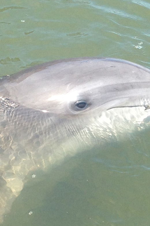 Hilton Head: Sunset or Daytime Dolphin Watching Cruise - Cruise Overview