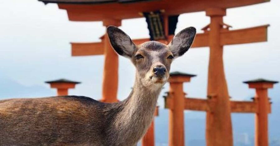 Hiroshima/Miyajima Private Custom Tour With Local Guide - Tour Overview and Pricing