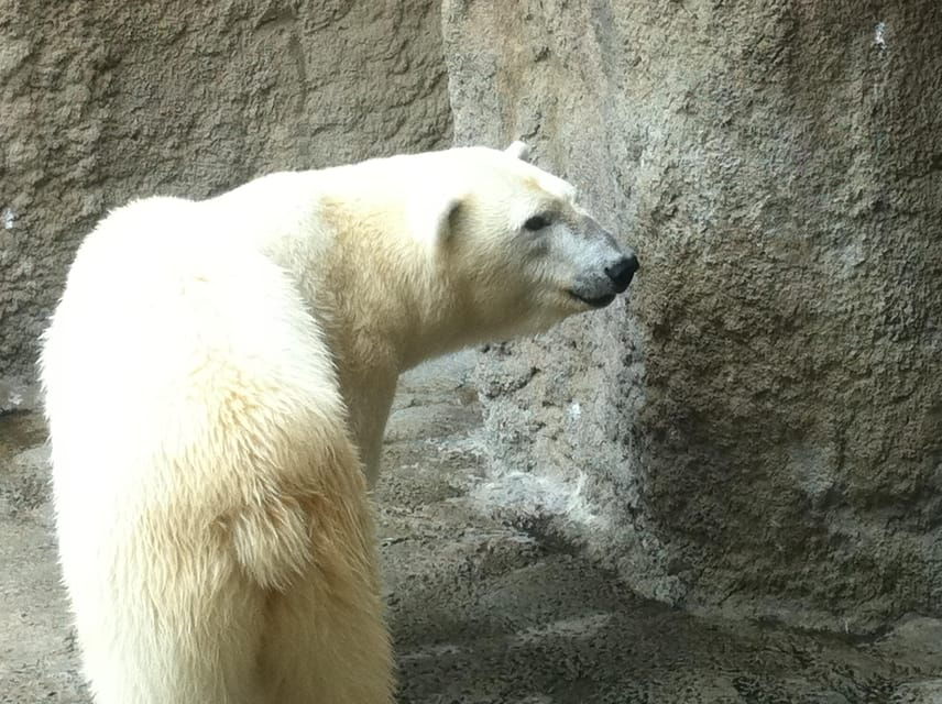 Hokkaido Asahiyama Zoo Tour With Melon Buffet Option