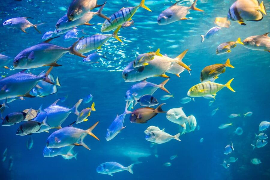 Honolulu: Glass Bottom Boat Tour Along Oahus South Shore