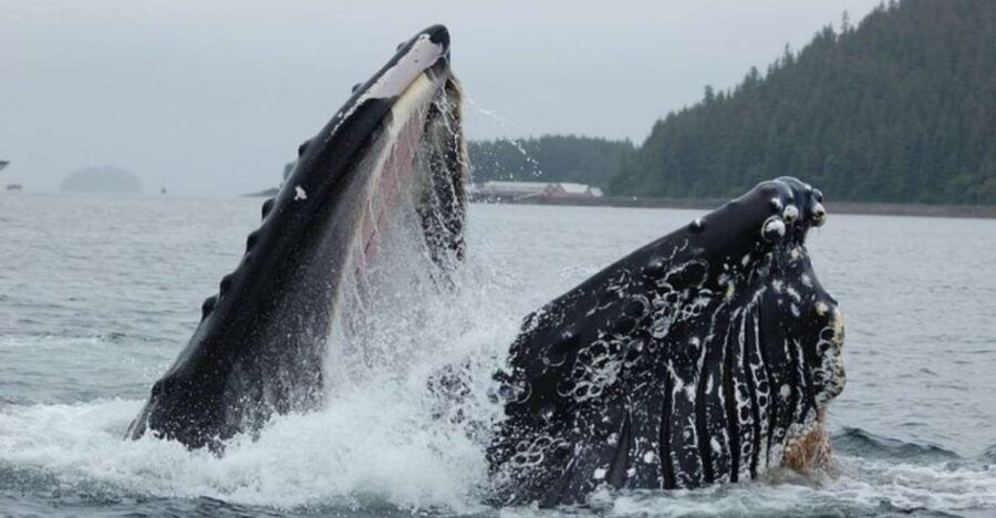 Hoonah: Whale Watching Cruise - Tour Overview
