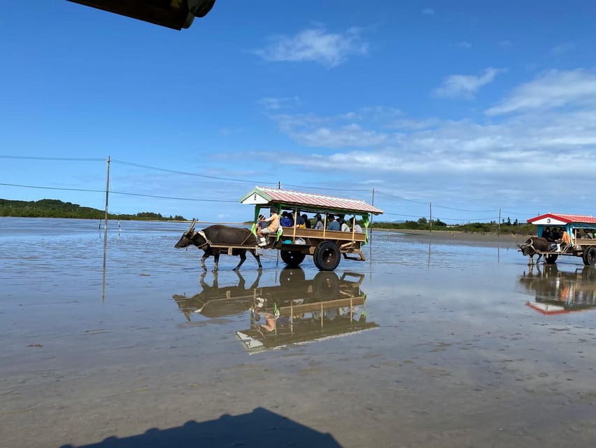 Iriomote: Mangrove Canoe and Yubujima Sightseeing Tour!