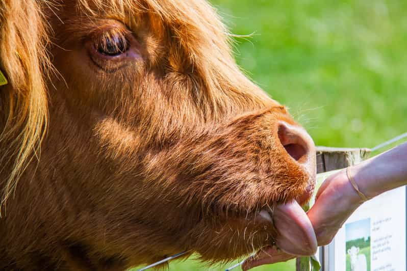 Isle of Arran: Farm Tour
