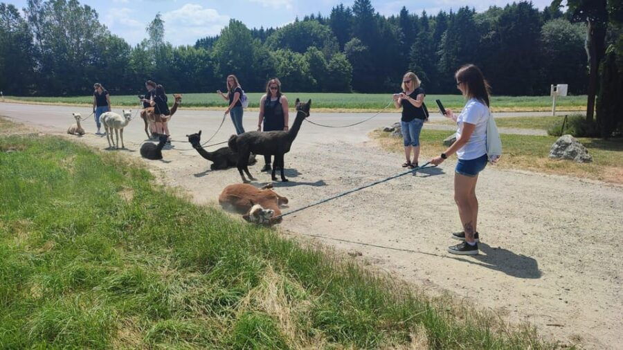 Jettingen-Scheppach: Alpaca Hike Through the Mindeltal