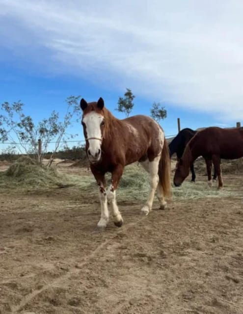 Joshua Tree: Pony Ride for Children