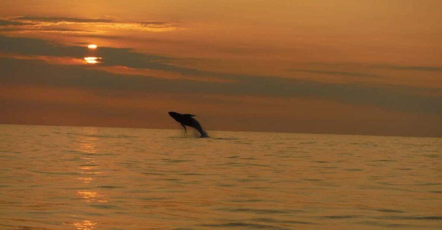 Kailua-Kona: Dolphin Watch & Double-Reef Snorkel Boat Ride - Activity Overview