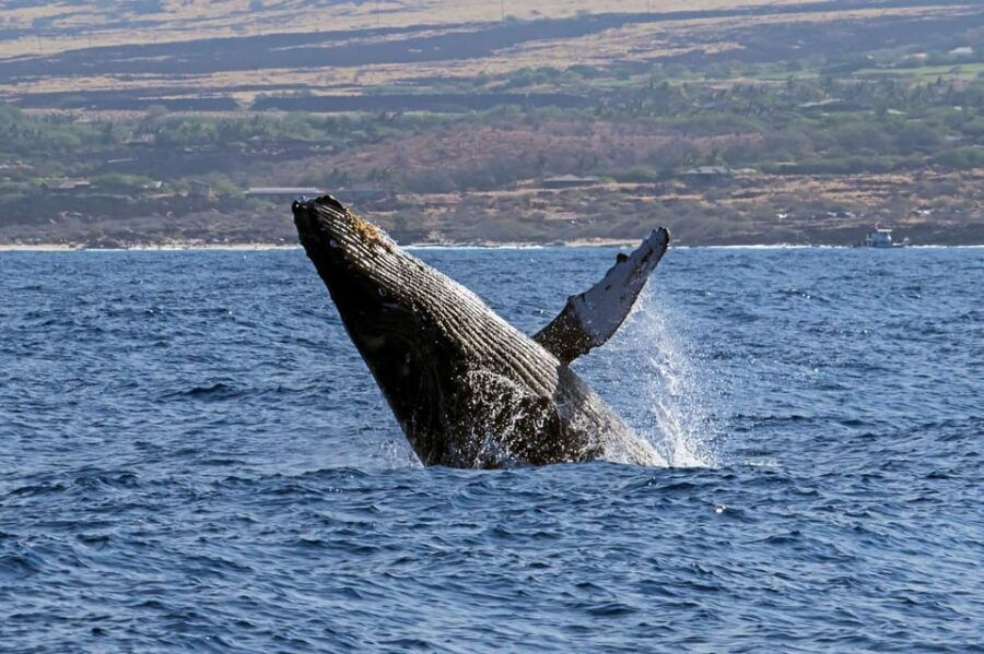 Kailua-Kona: Pacific Humpback Whale Watch Excursion - Activity Overview