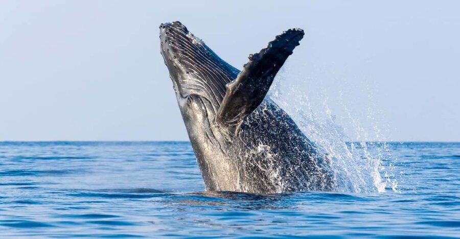 Kailua-Kona: Whale Watching Cruise on the Big Island - Cruise Overview and Pricing