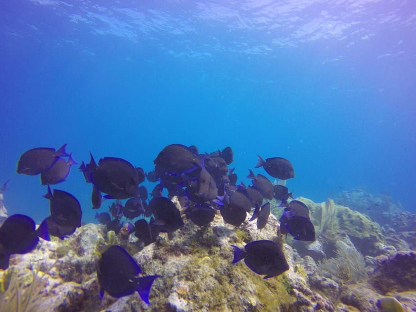 Key Largo: Molasses Reef Novice to Intermediate Dive