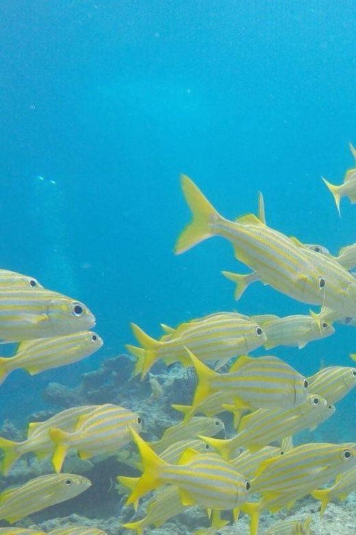 Key Largo: Molasses Reef Snorkeling Trip