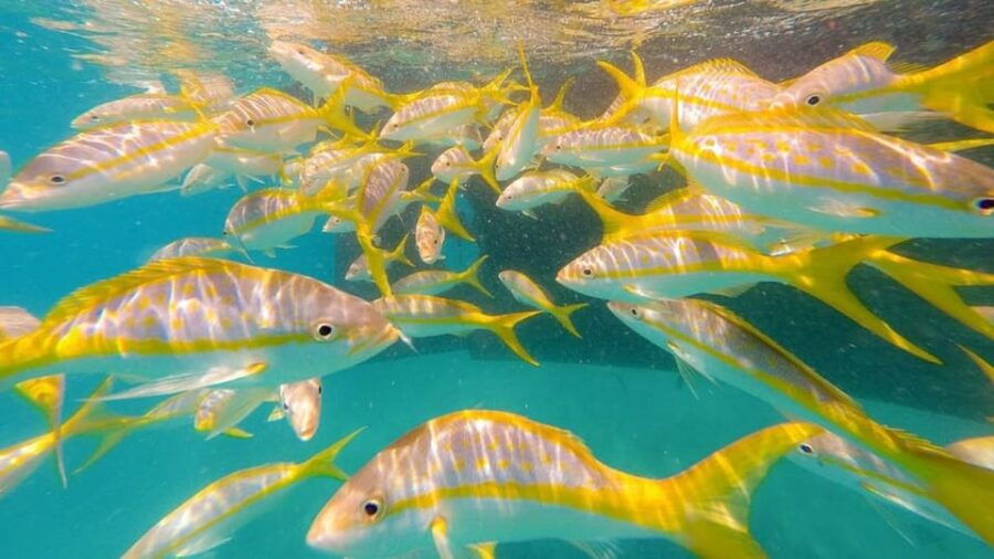 Key West: 3-Hour Morning Reef Snorkel With Lunch and Mimosas - Tour Overview