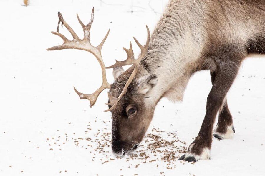 KIRUNA: Reindeer Sled Ride in the Countryside