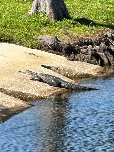 Kissimmee: Experience Wild Florida Nature All Electric Bike