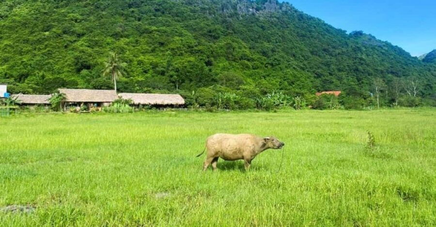 Lan Ha Bay Cruise 2d1n: BBQ Dinner and Ancient Village - Overview and Pricing