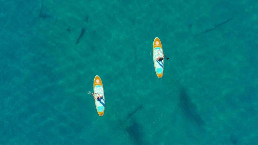 Las Vegas: Paddle Board (Sup) Tours at Lake Mead - Pricing and Reservation