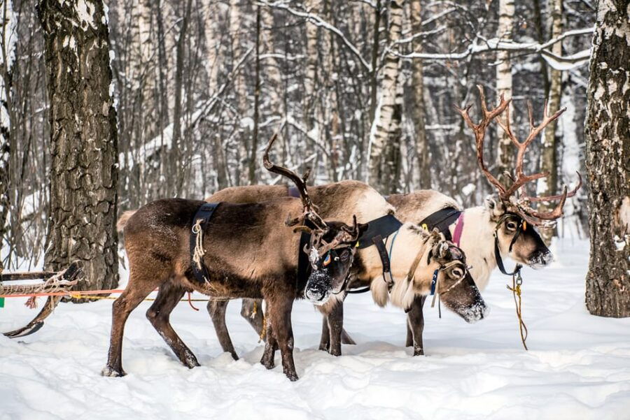 Levi: Traditional Reindeer Farm Visit & Sled Ride - Overview of the Experience