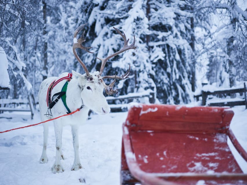 Levi: Winter Highlights Family Day