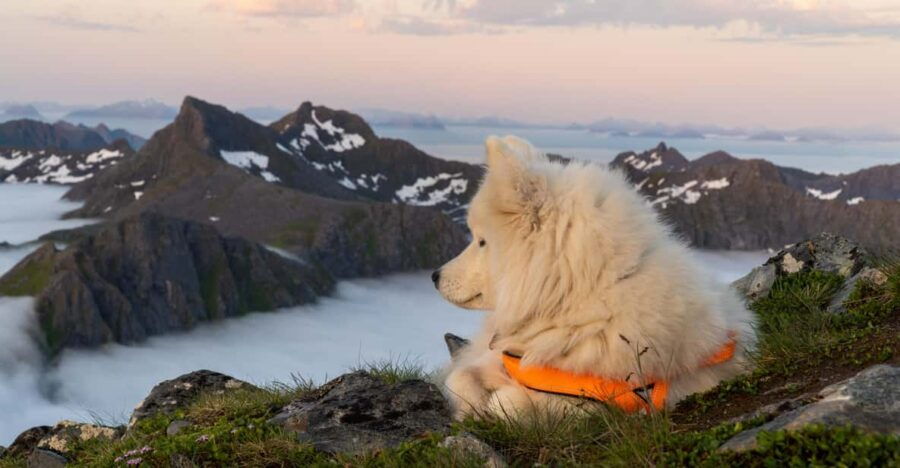 Lofoten Islands: Hiking Into the Wilderness – Guided Tour